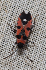 Horvathiolus superbus