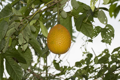 Momordica cochinchinensis