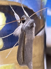 Cucullia pallidistria