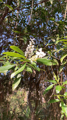 Cliftonia monophylla