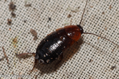 Loboptera