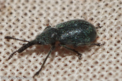 Mesauletobius pubescens