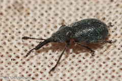 Mesauletobius pubescens