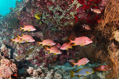 Sargocentron spiniferum