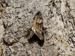 Tortricodes alternella