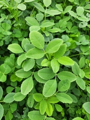 Trifolieae