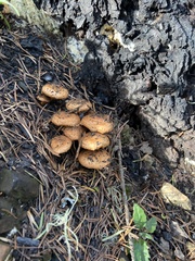 Pholiota highlandensis