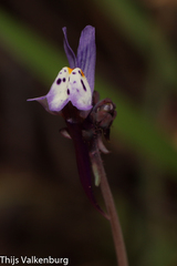 Linaria amethystea