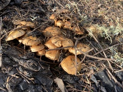 Pholiota highlandensis