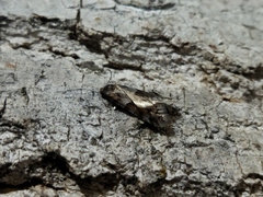 Tortricodes alternella