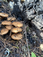 Pholiota highlandensis