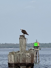 Pandion haliaetus