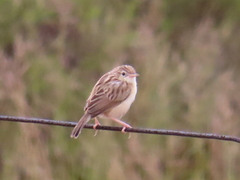 Cisticola aridulus kalahari