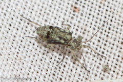 Mesopsocus