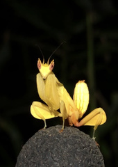 Hymenopus
