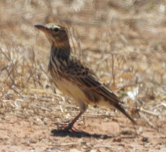 Galerida magnirostris