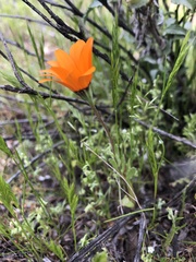 Dimorphotheca sinuata