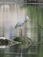 Ardea herodias
