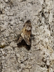 Tortricodes alternella