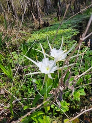 Hymenocallis rotata