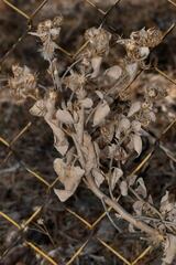 Brickellia secundiflora