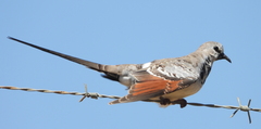 Oena capensis capensis