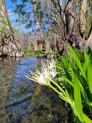 Hymenocallis rotata
