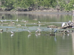 Egretta caerulea