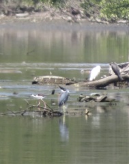 Egretta caerulea