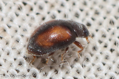 Nephus redtenbacheri