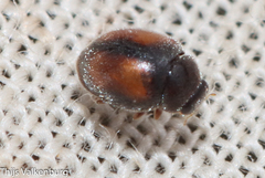 Nephus redtenbacheri