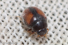 Nephus redtenbacheri