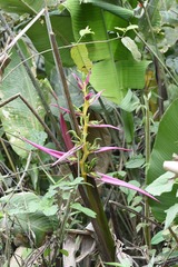 Heliconia aemygdiana