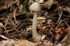 Strobilurus esculentus