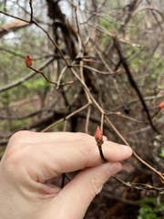 Rhododendron viscosum