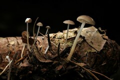 Strobilurus esculentus