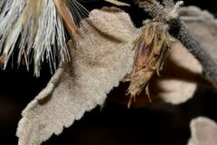 Brickellia secundiflora