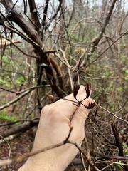 Rhododendron viscosum