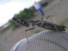 Bolivaria brachyptera