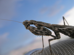 Bolivaria brachyptera
