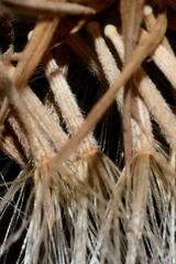 Brickellia secundiflora