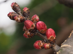 Prunus armeniaca