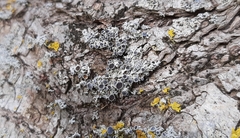 Physcia leptalea