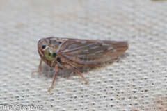 Bugraia ocularis