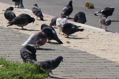 Columba livia