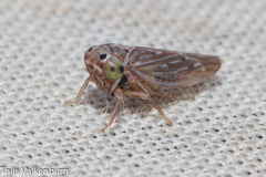 Bugraia ocularis