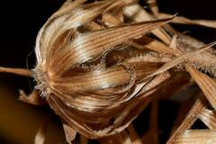 Brickellia secundiflora