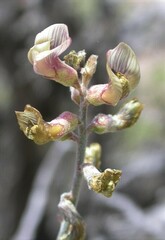 Astragalus pinonis