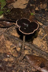 Sanguinoderma