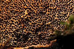 Gloeophyllum odoratum